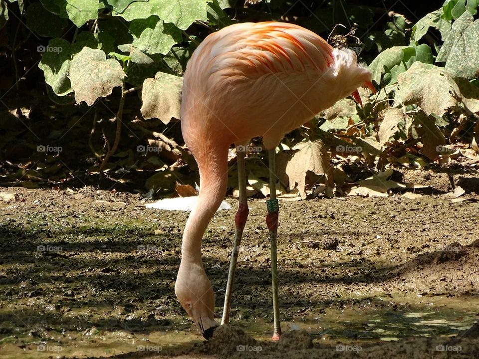 Flamingo