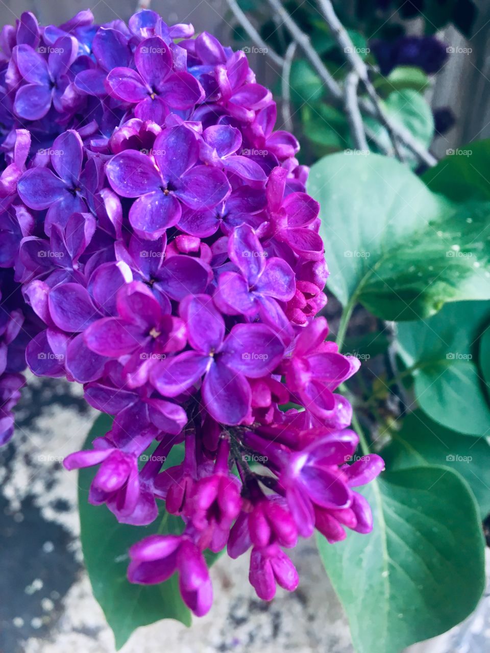 Lilac Closeup 