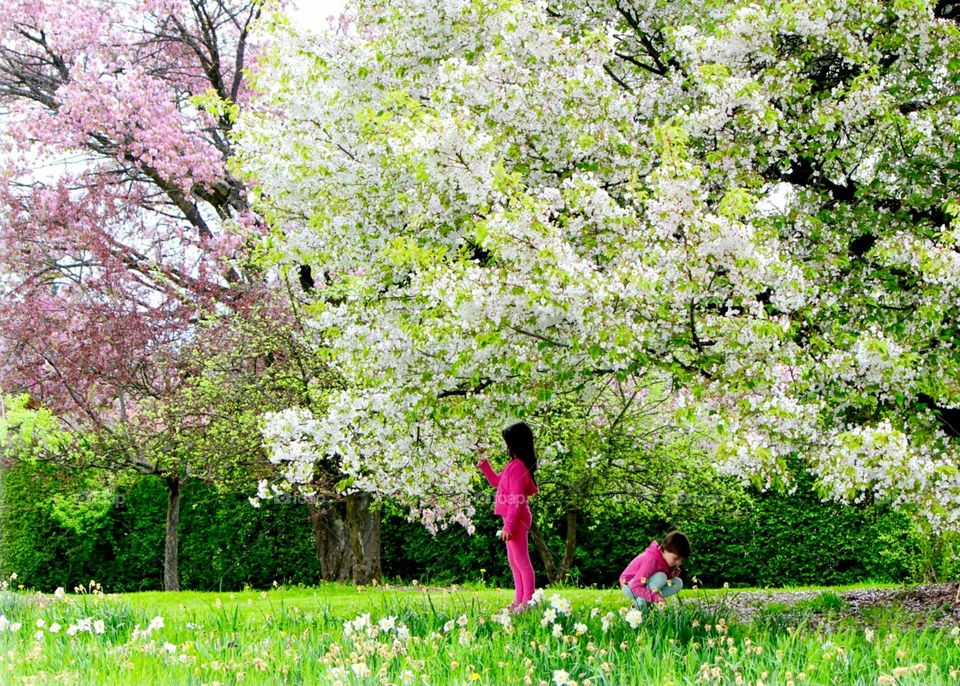 Spring time . Beautiful blooming flowers on trees and kids in spring time 