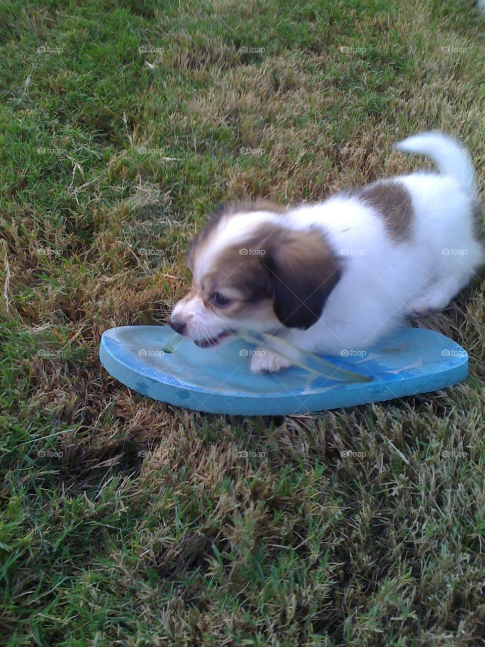 Silly. Puppy chewing on a shoe