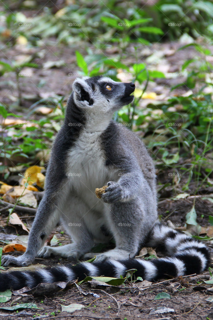Lemur eating. A lemur found something to eat in the wild animal zoo, shanghai, china.
