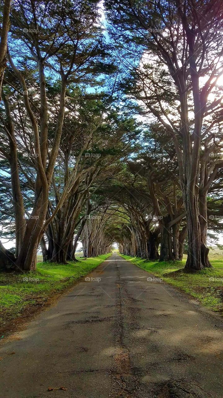 Giant Cypress at Point Reyes