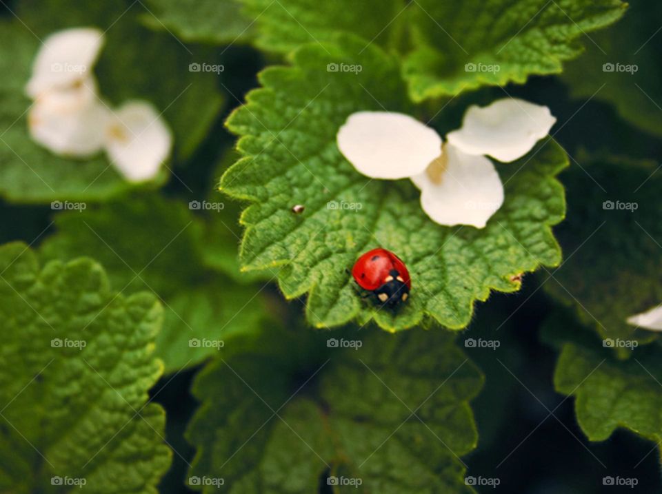 Every bug has a whole life