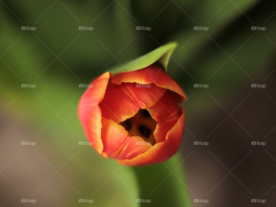 Overhead macro shot of a tulip