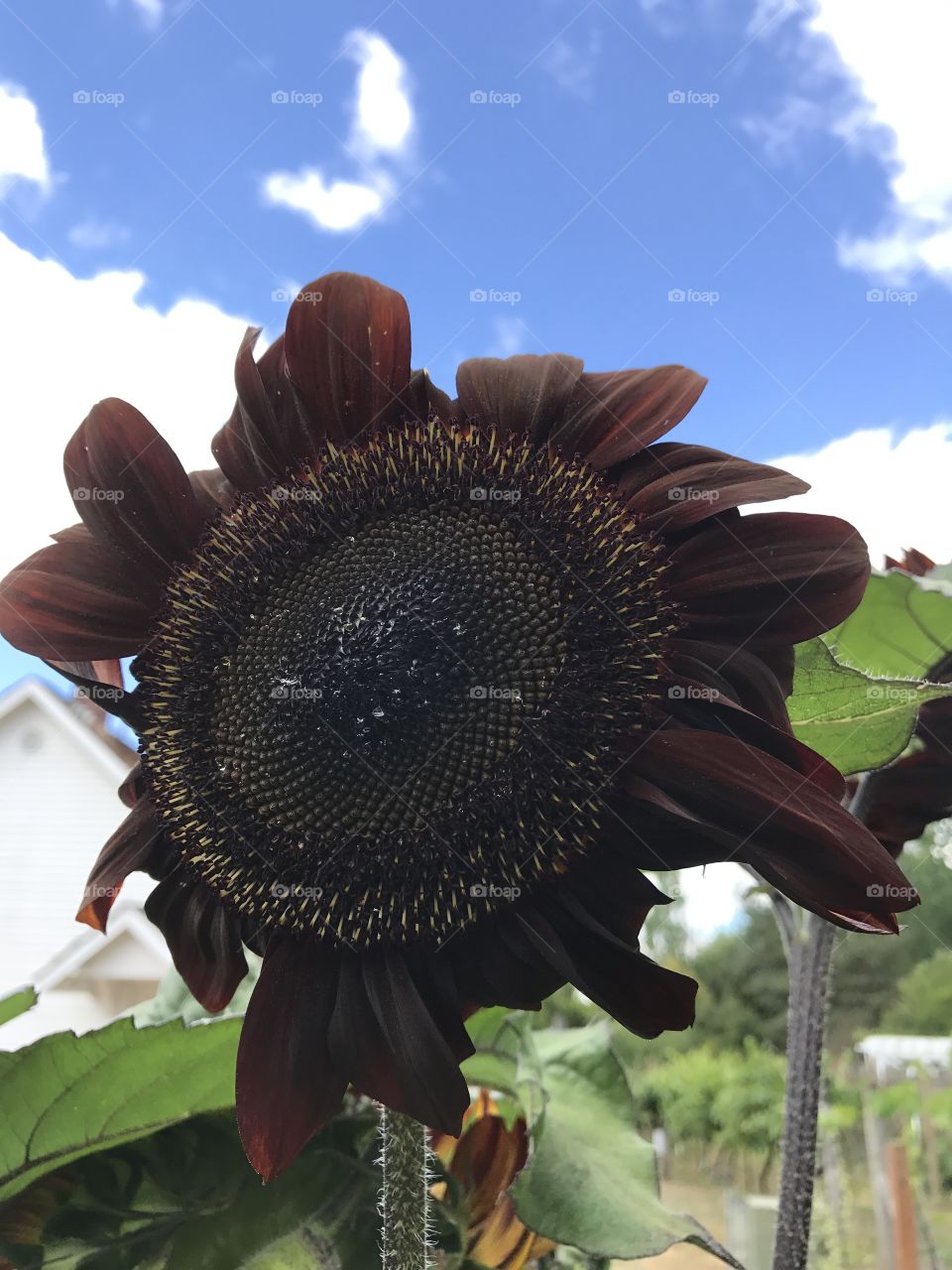 Purple sunflower 