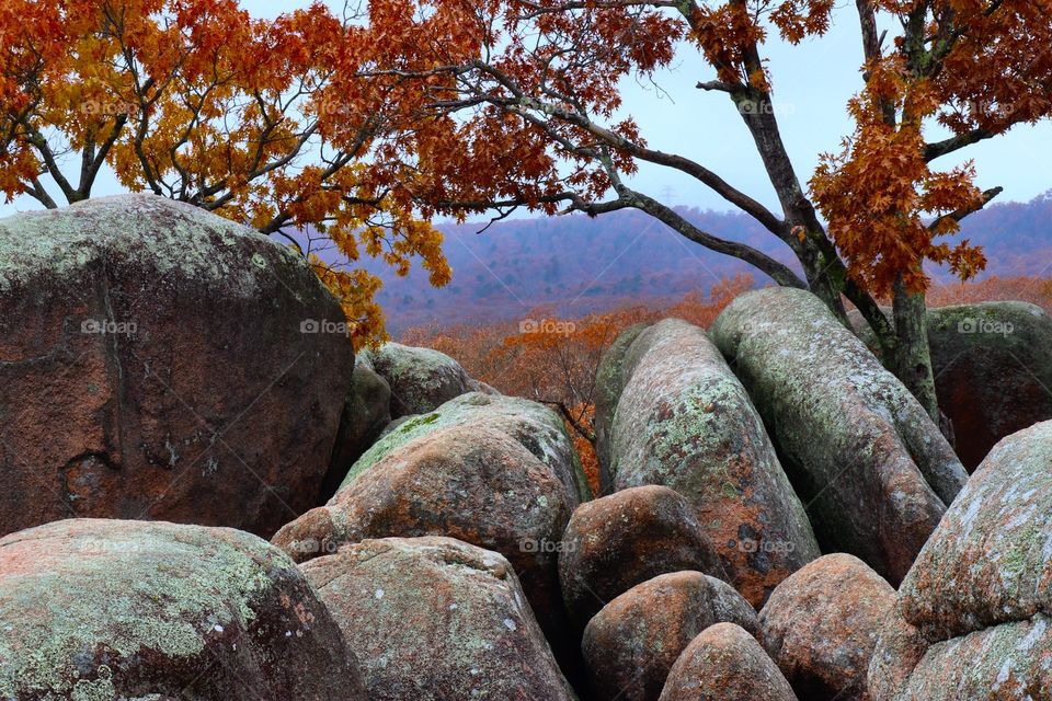 Elephant rock