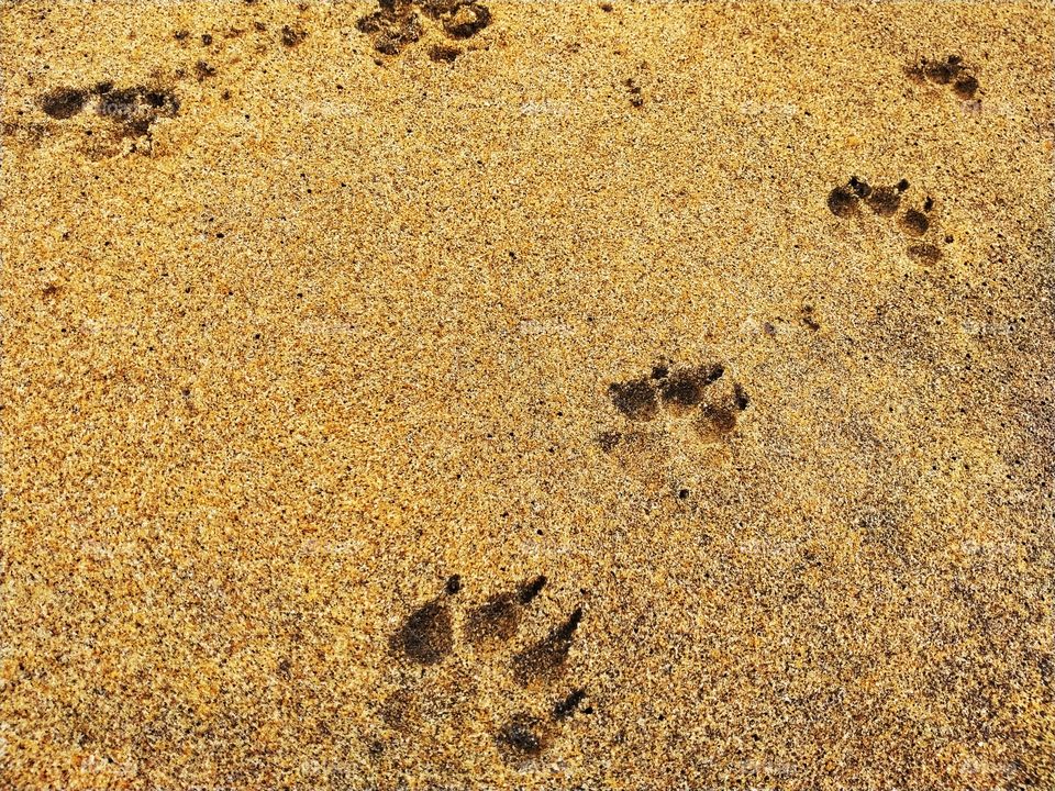 Dog Footprints on the beach in Negombo  Sri Lanka