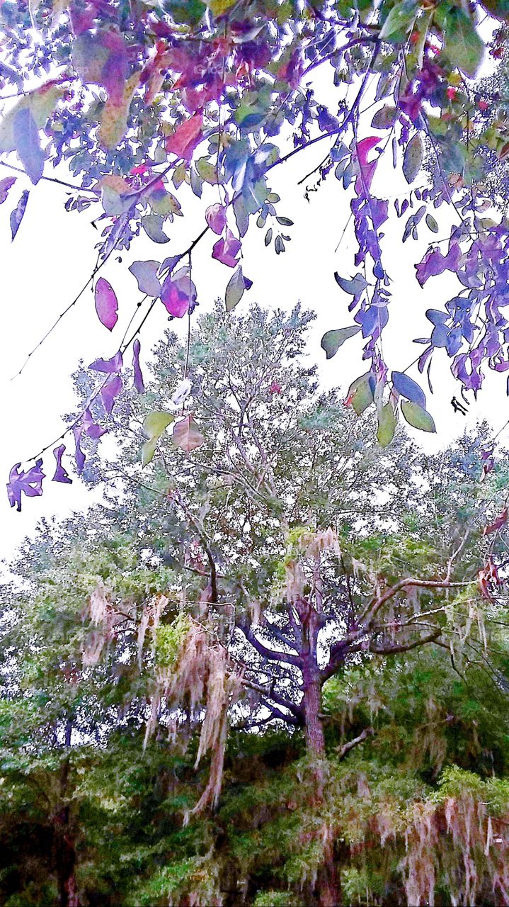 branch with colorful Fall leaves in the distance are Oak Trees heavily covered with Spanish Moss
