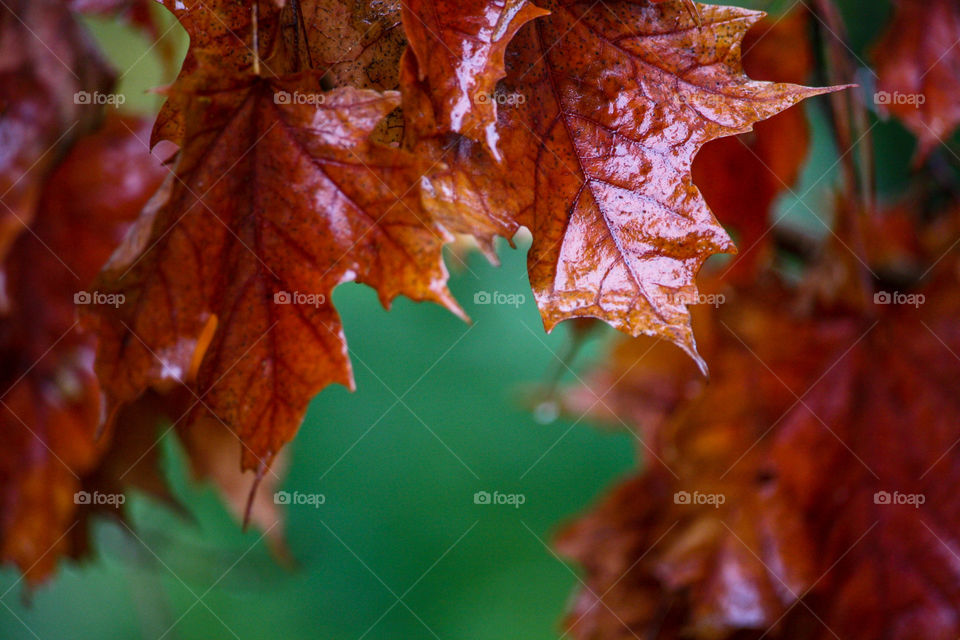 Wet autumn maple leaves