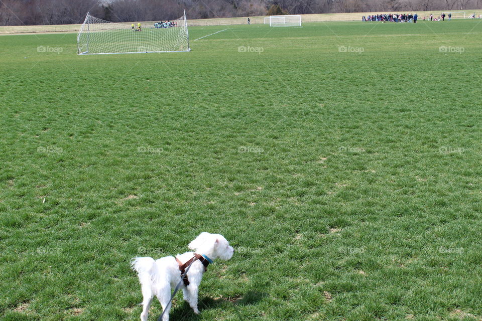 Morning walk with my lovely dog around the soccer field 