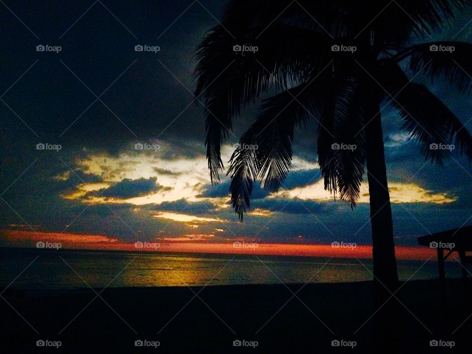 Palm tree with beautiful sunset 