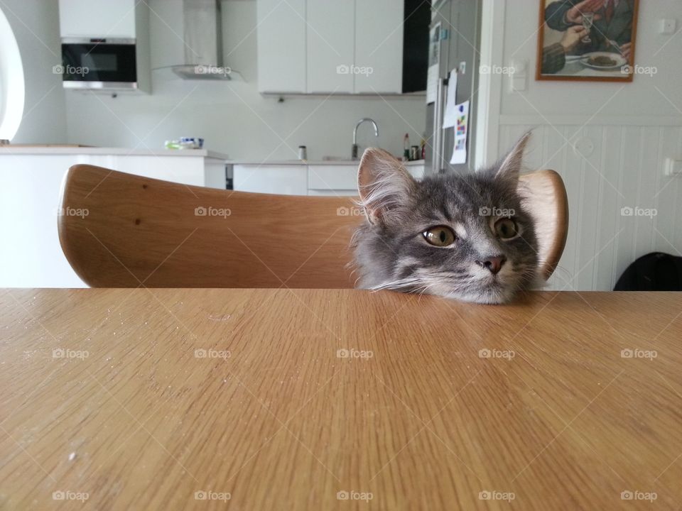 Where is my dinner
