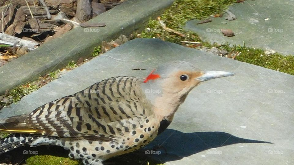 Northern Flicker 