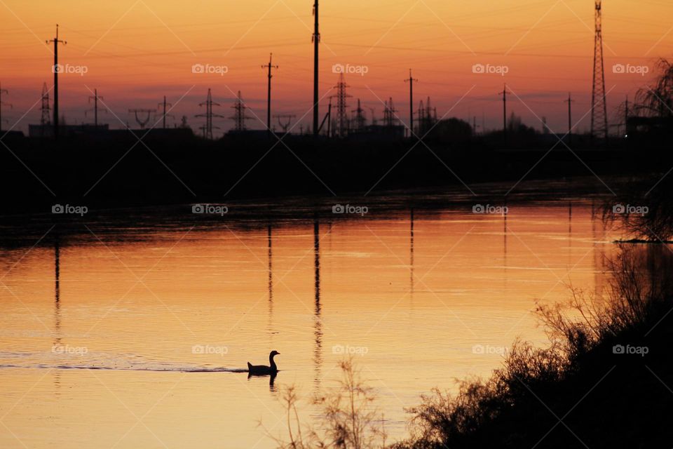 swan swims across the river at sunset