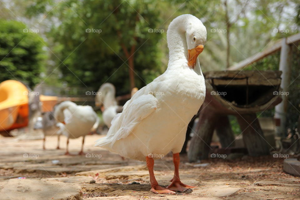 Close-up of a Goose