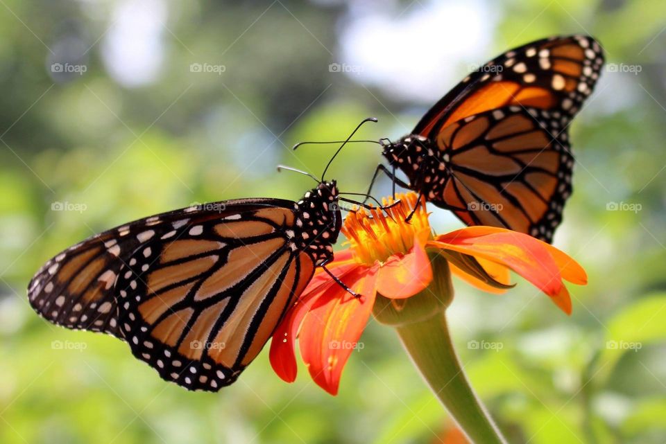 Viceroy butterflies