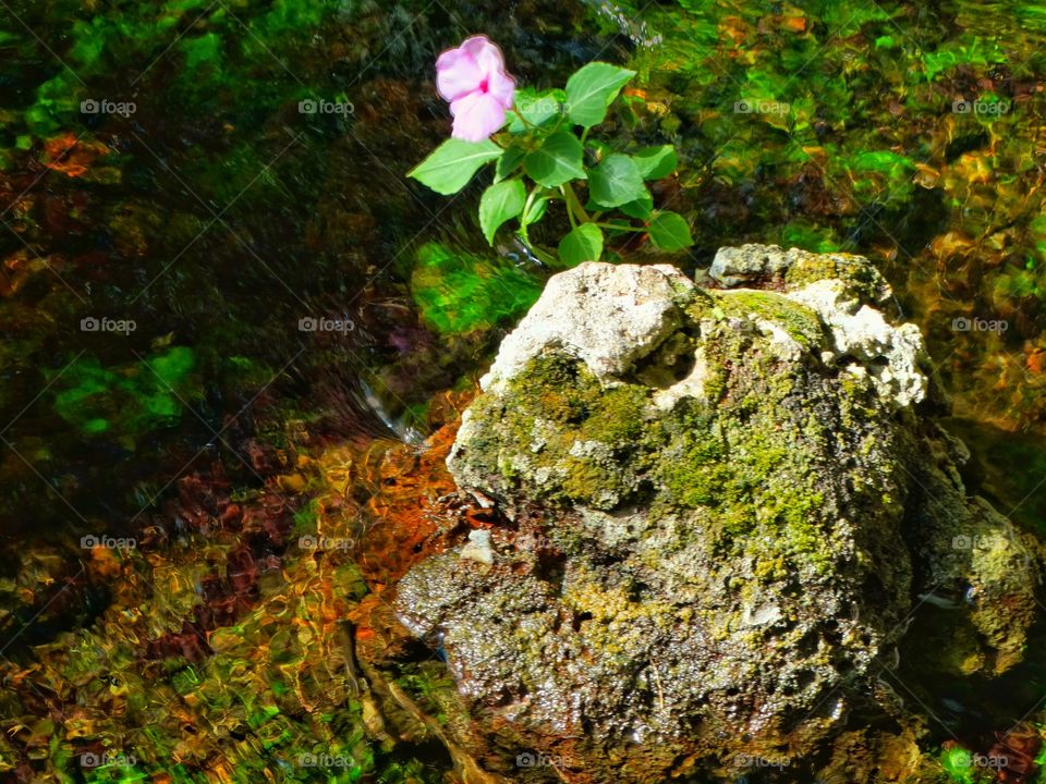 Flower In A River