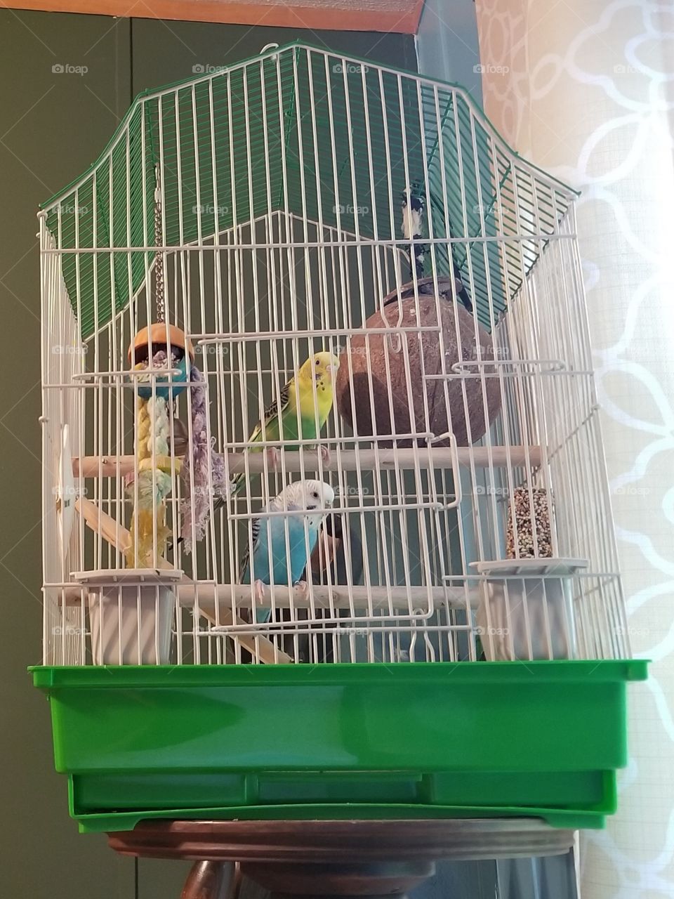 parakeets in cage