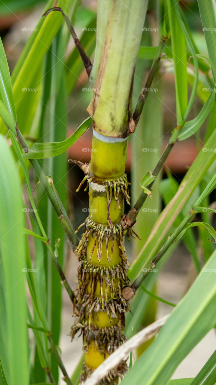 Close up of Sugarcane