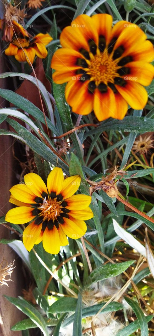 beautiful yellow flowers