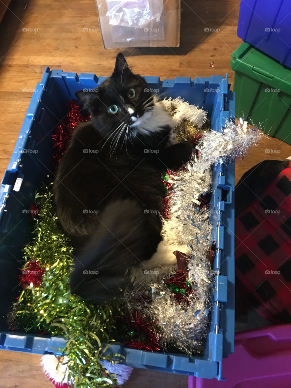 Black and white fluffy cat in box of garland