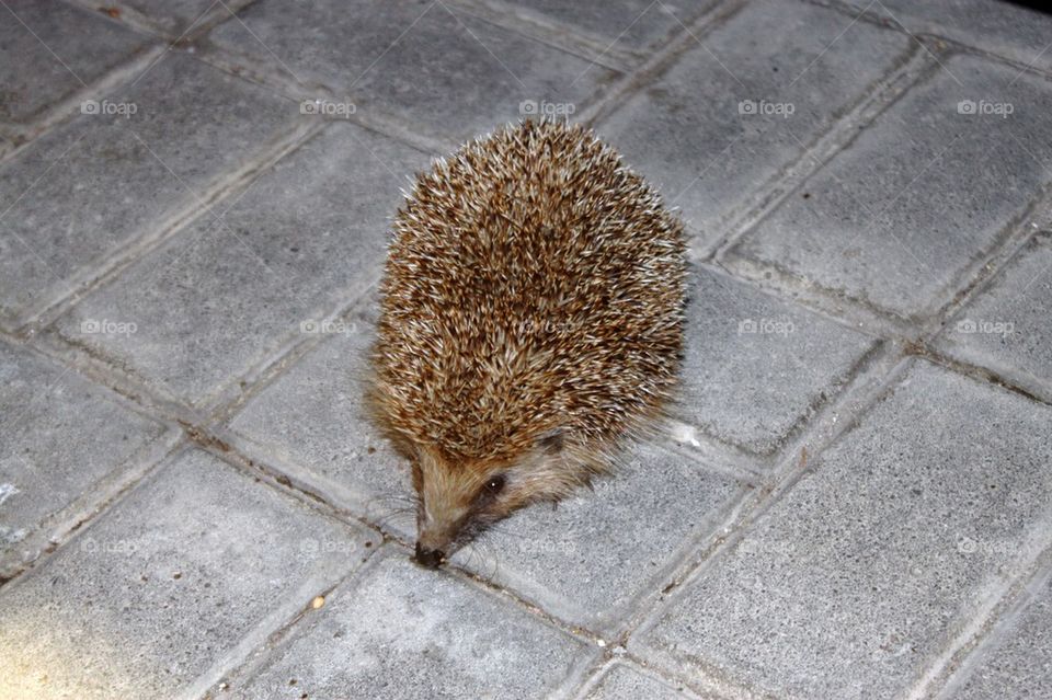 Hedgehog 
