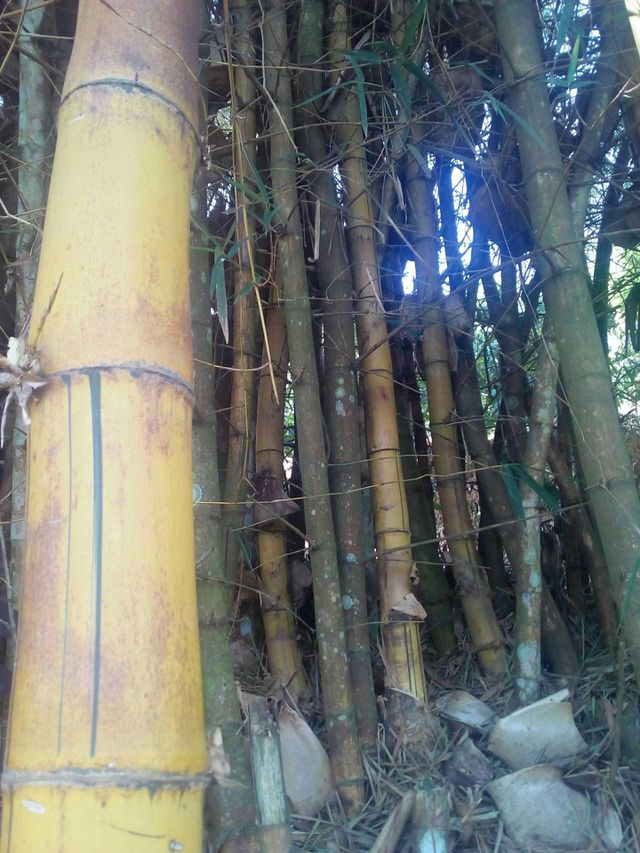 Bamboo