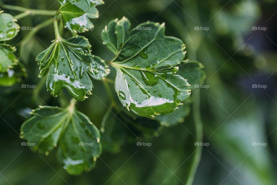 plants around us, a healthy green leaves.