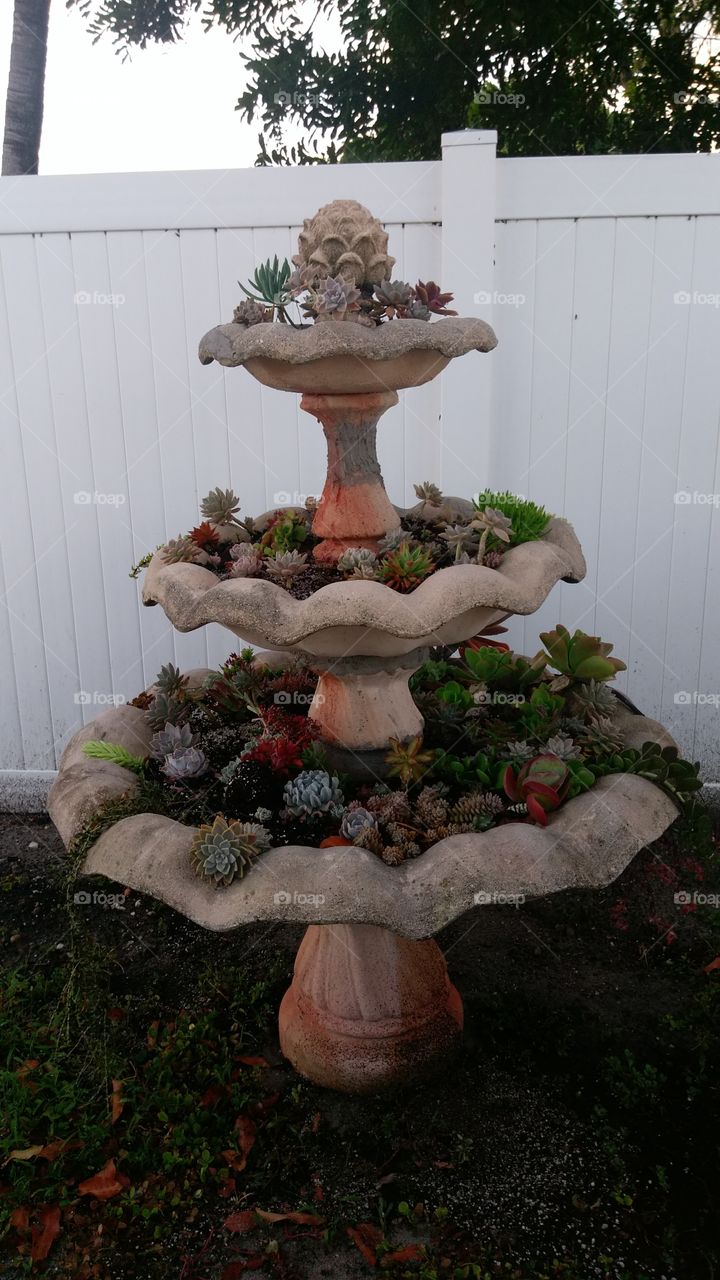 Fountain of Succulents