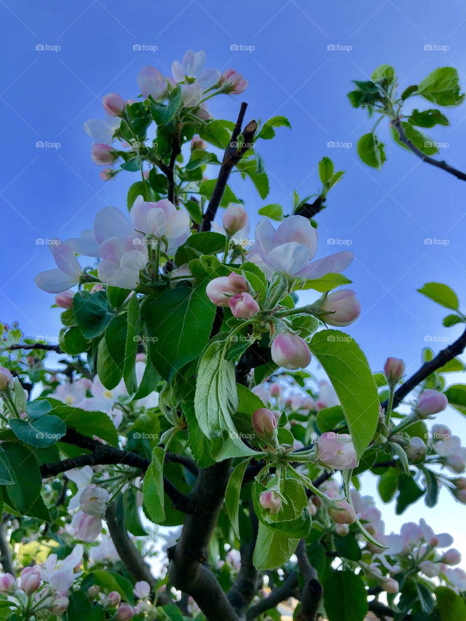 Apple blossoms 