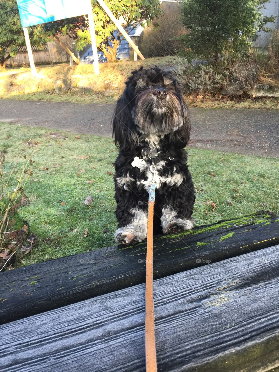 Havanese puppy enjoying crisp air