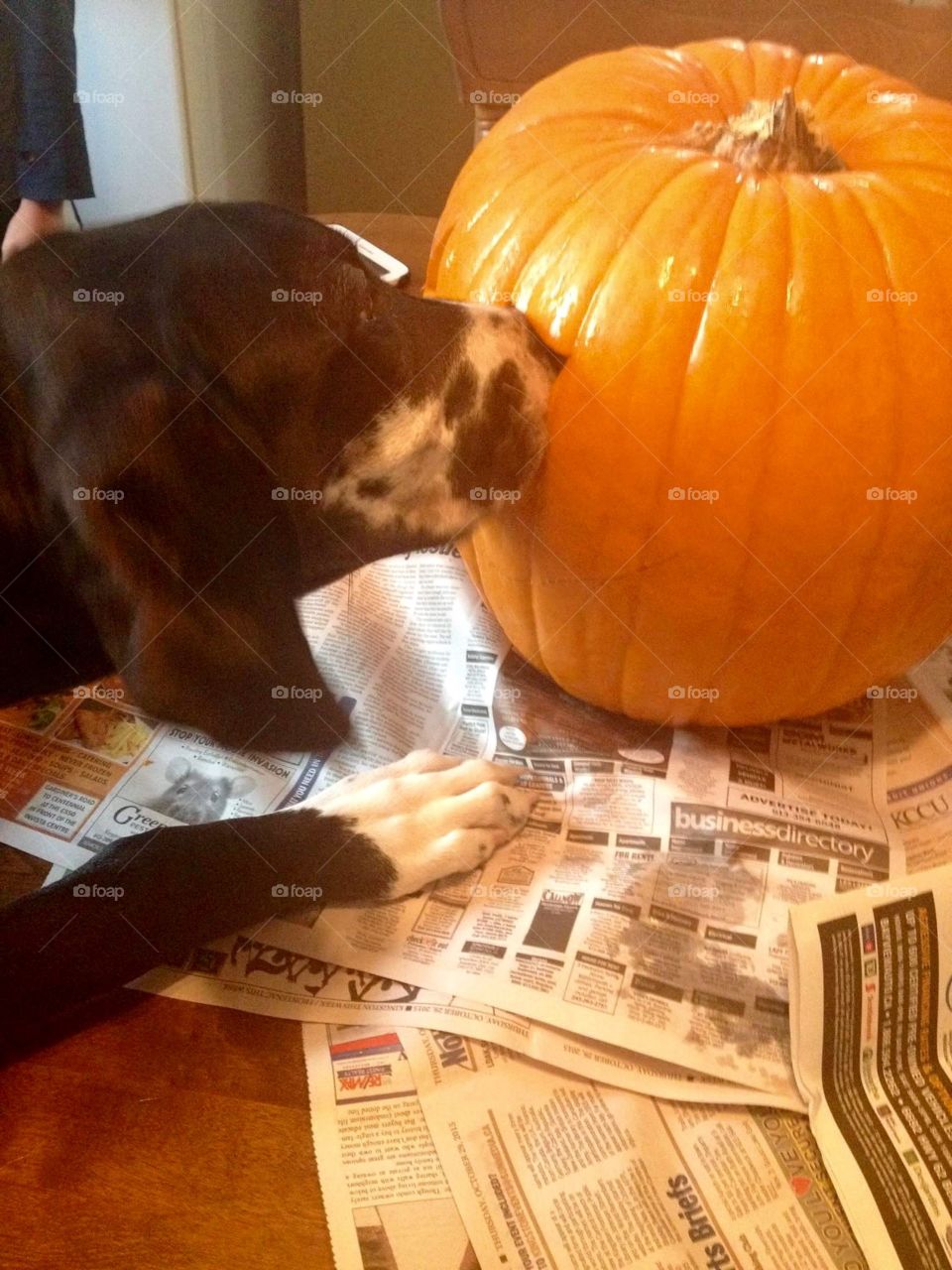 Bronx, a Great Dane puppy, just had to help carve the family jack o lantern! 
