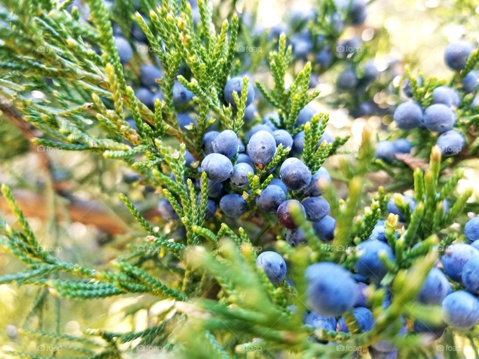 Juniper aka Cedar Berries