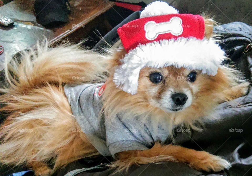 Pomeranian in a Santa Hat