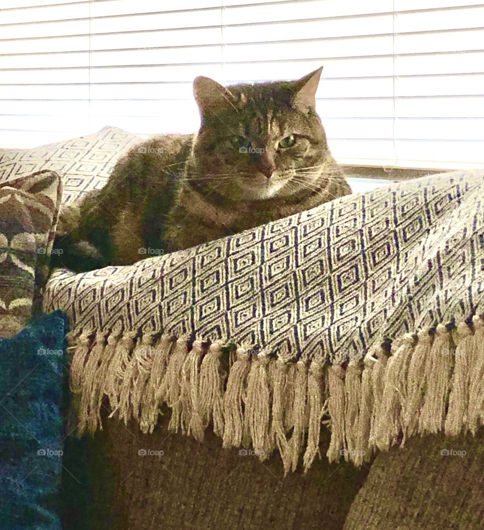 Tabby cat resting on a blanket by a window soaking up the sun 