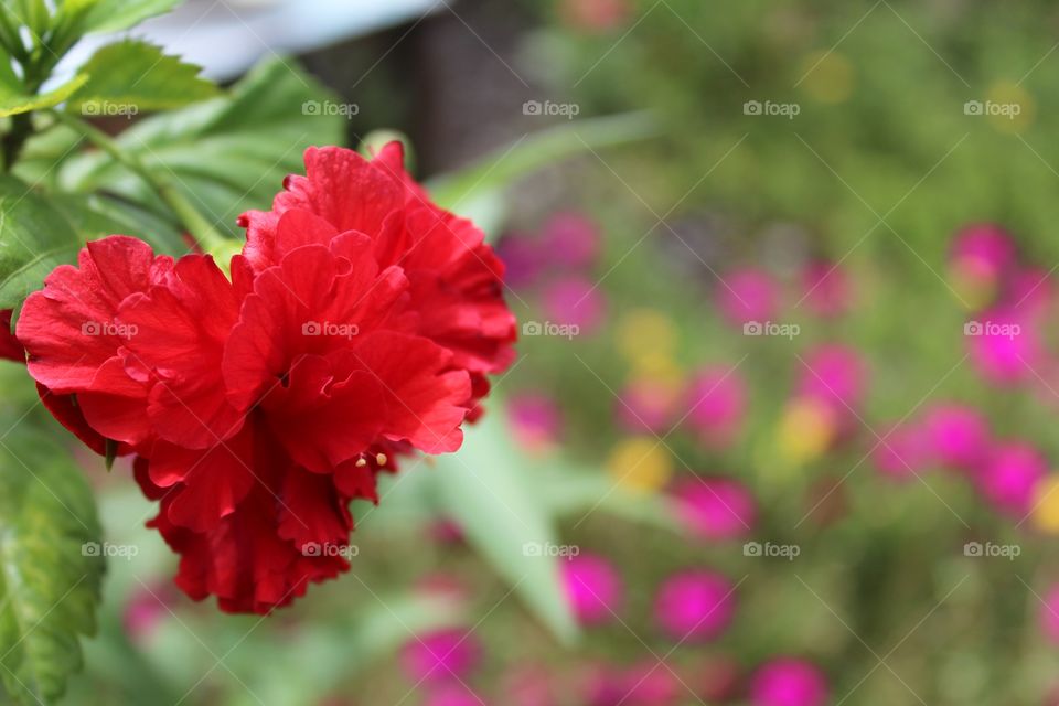 Red Gumamela Flower. Went to my uncles house and took pictures on their backyard