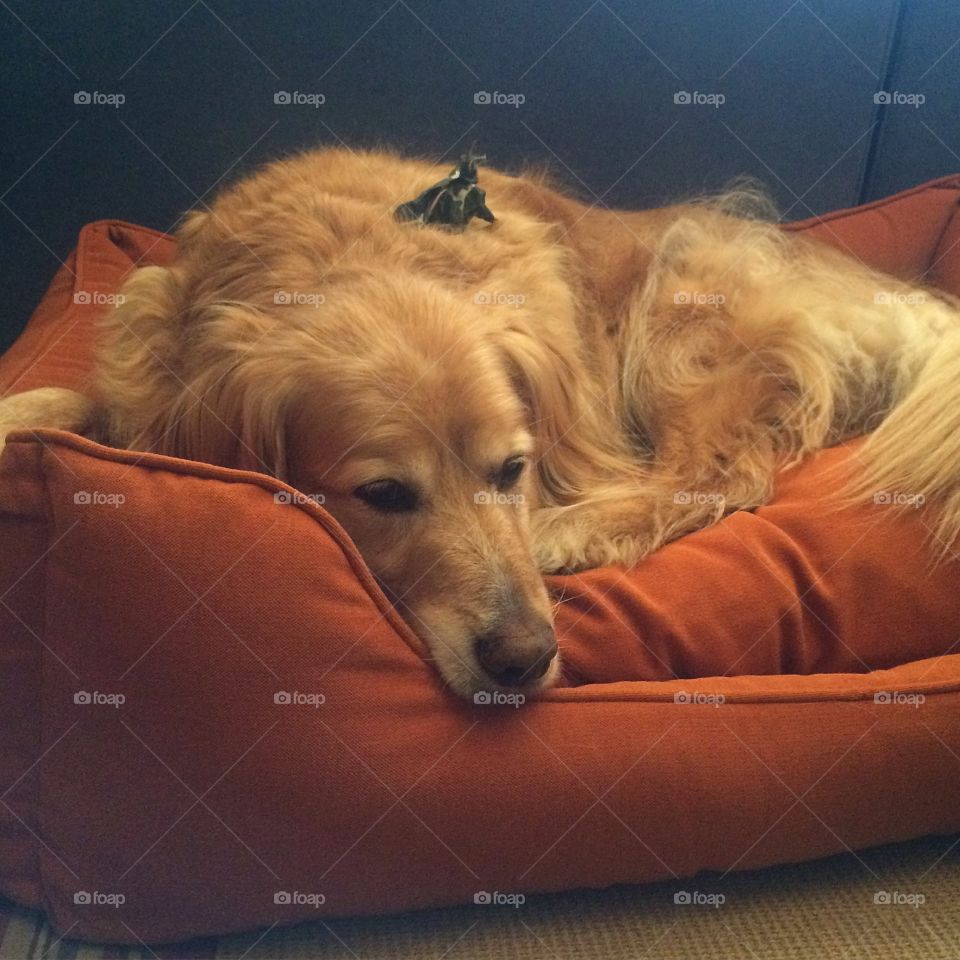 Comfy orange dog bed