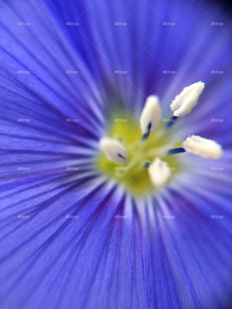Purple stamens 