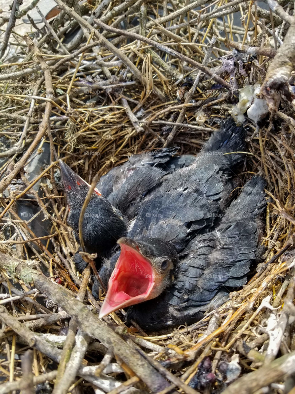 Osprey babies / chicks newly hatched and in the nest waiting for food from parents.