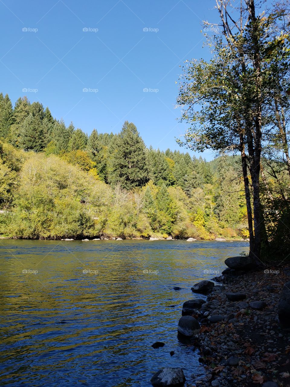 View across the beautiful McKenzie River in the forests of Oregon to trees and foliage in brilliant yellow and golden fall colors on the banks on the other side on a sunny fall day with clear skies. 