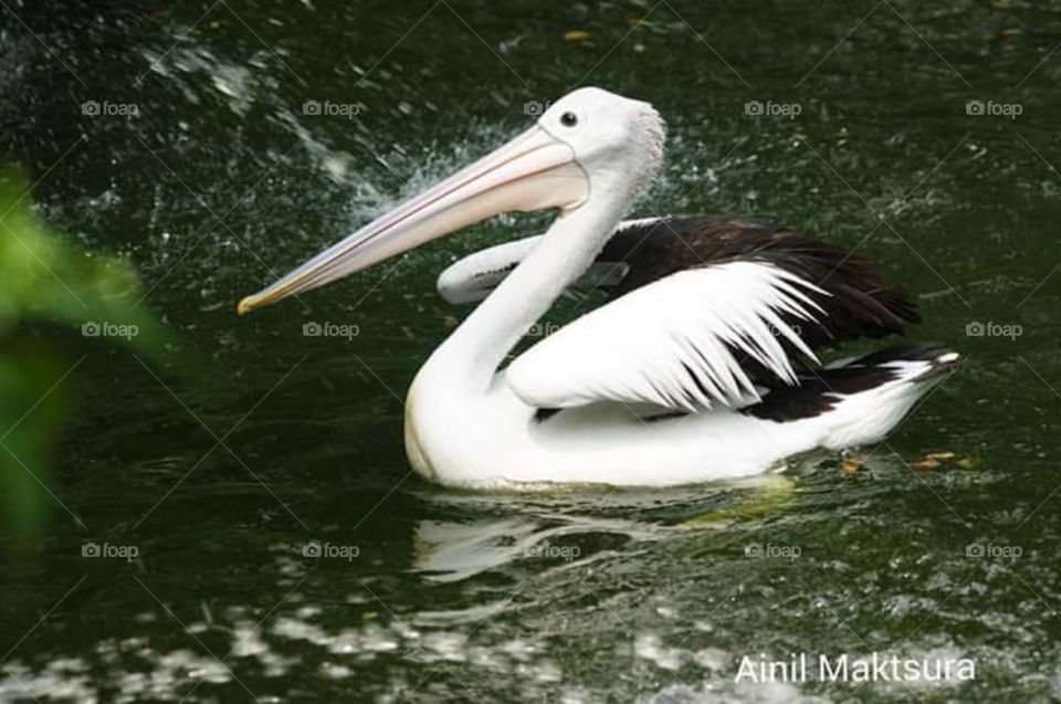 the big beak, pelican