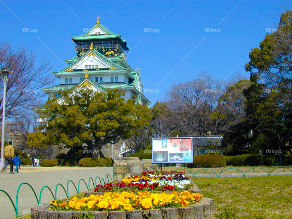 osaka japan flowers travel plant by cmosphotos