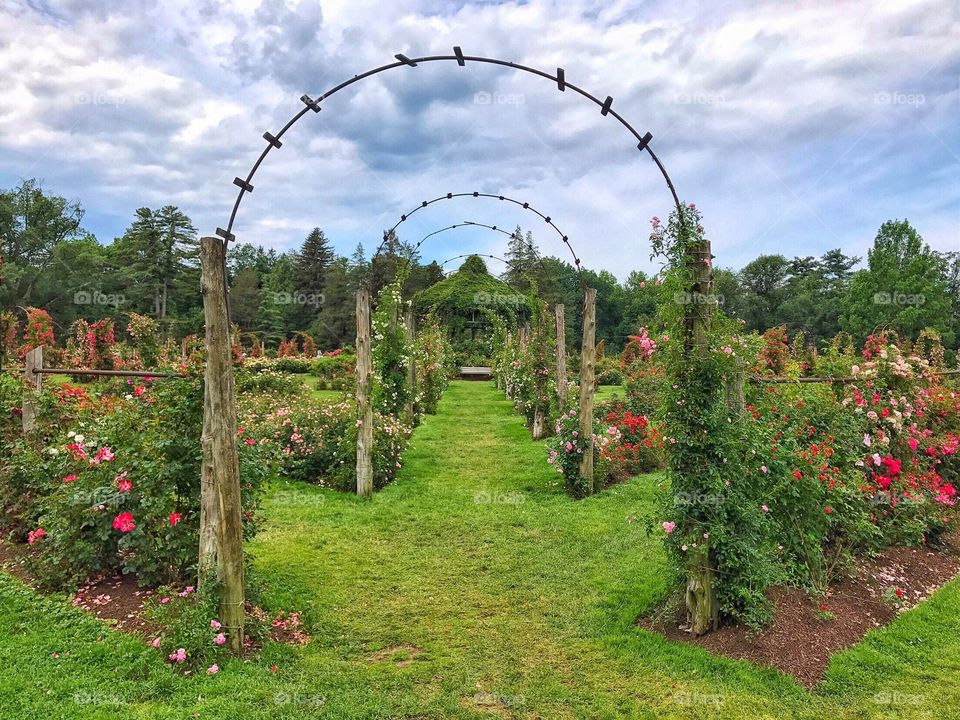 Rose Conservancy 