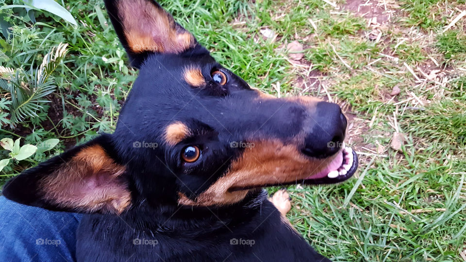 Fyo- Our dog Fyo the hero, an energetic Australian Kelpie.