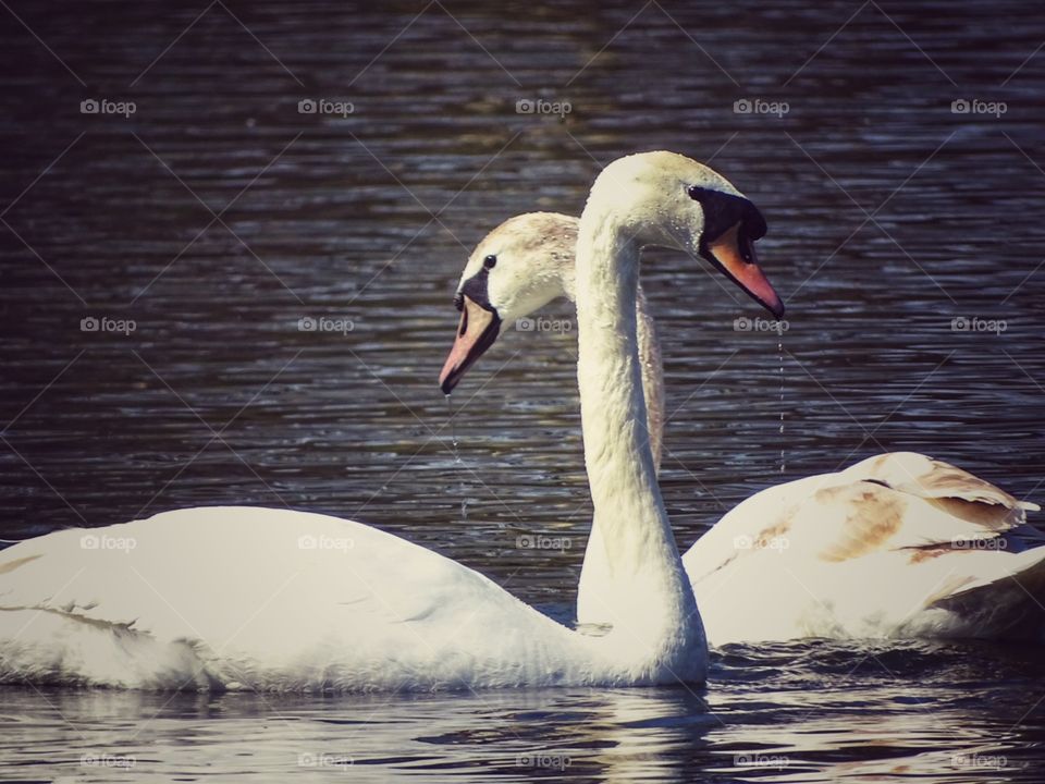 passing Swan's