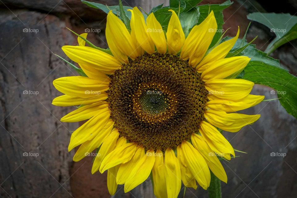 big yellow sun flower