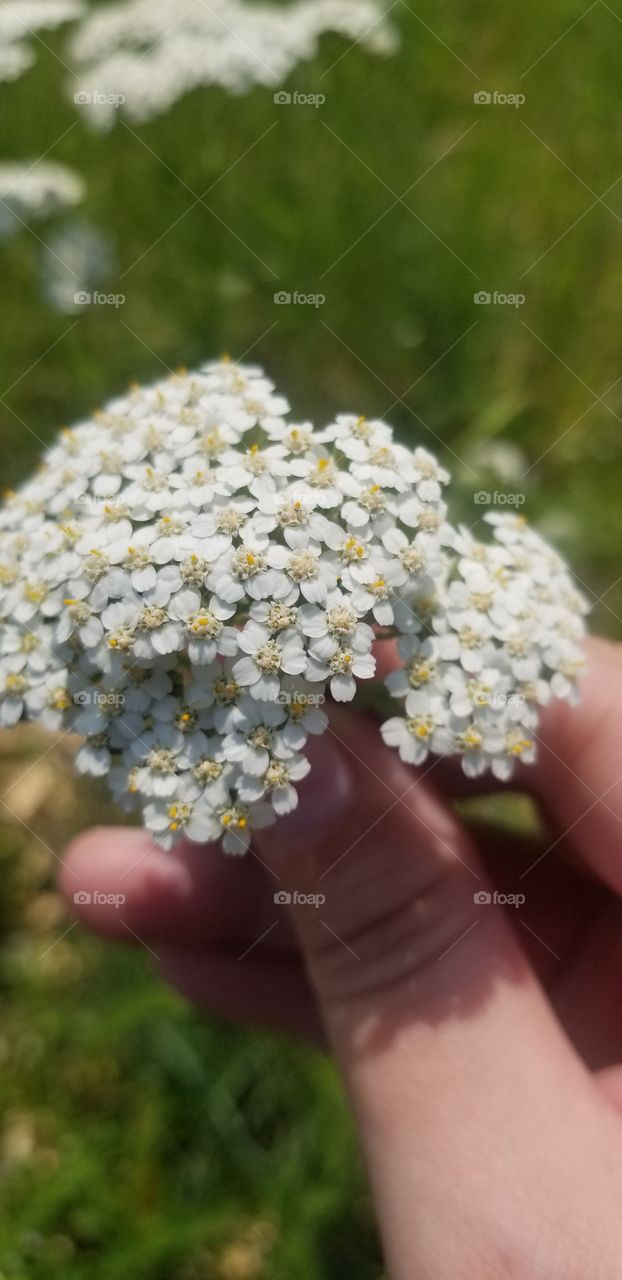 My hand holds up a cluster of yarrow (Achillea millefolium) in full bloom so that it can be easily photographed.