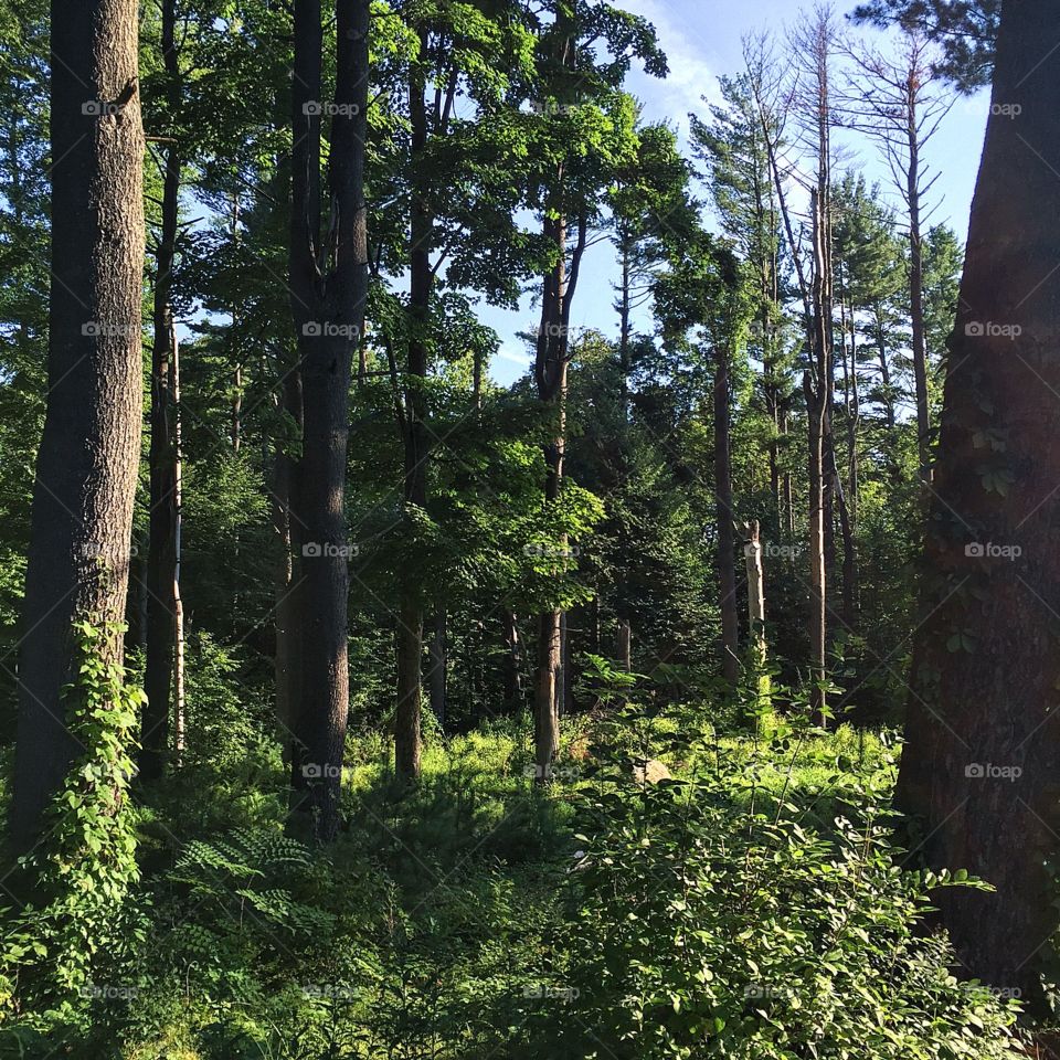 A beautiful and stunning run this morning 