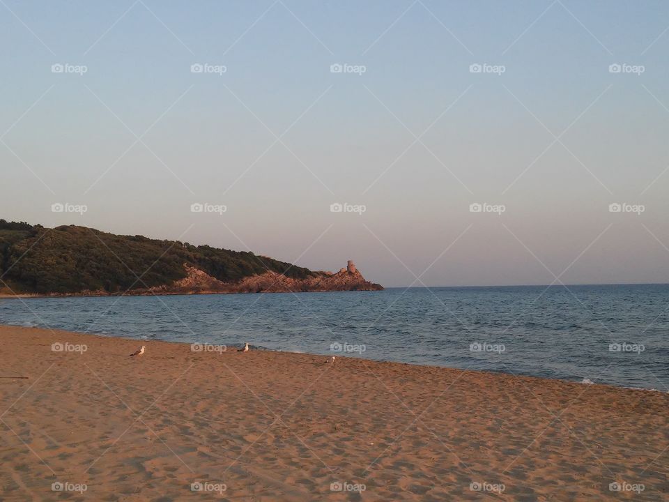 Seagulls on the beach. Seagulls resting on the beach during sunset time.