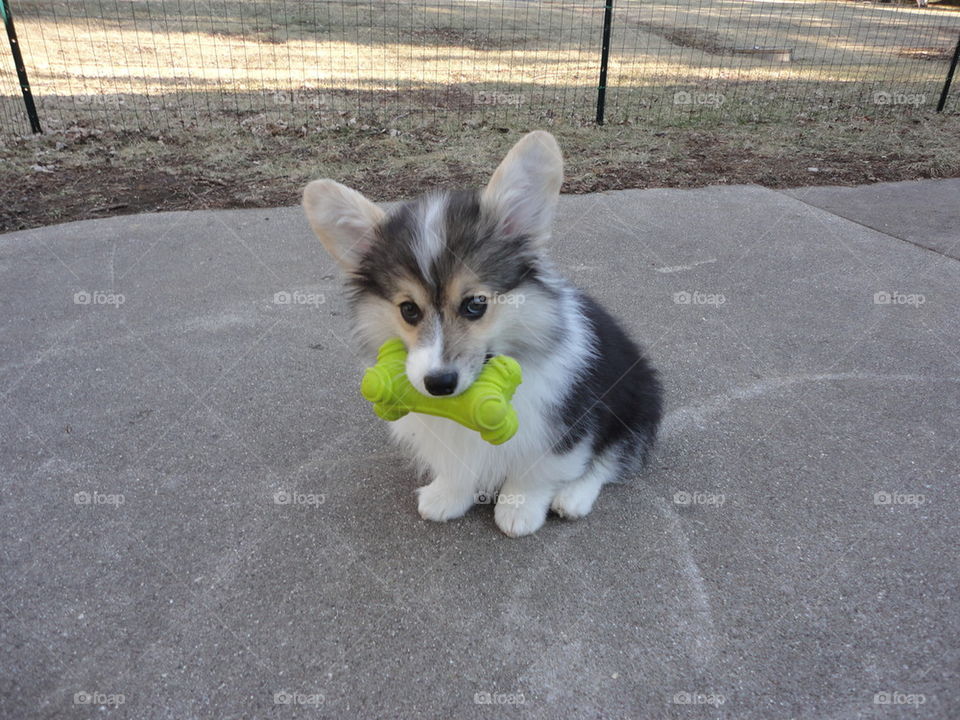 corgi puppy